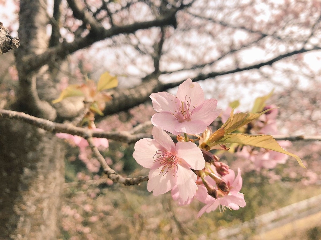 f:id:akiranngo:20190225074651j:plain