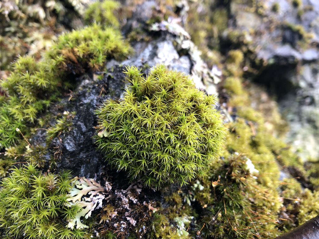 f:id:akiranngo:20190301210749j:plain