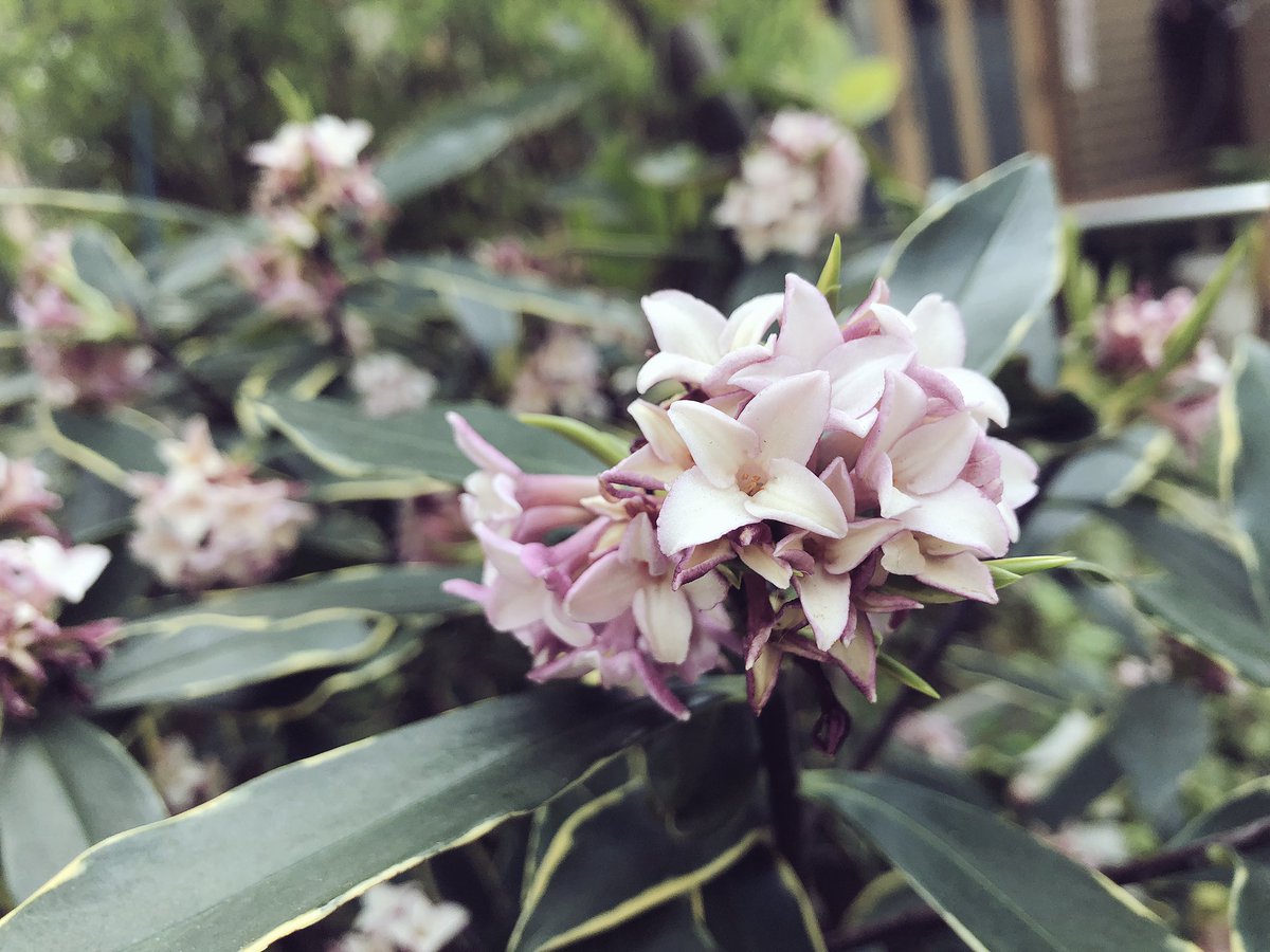 f:id:akiranngo:20190318192401j:plain f:id:akiranngo:20190318192401j:plain