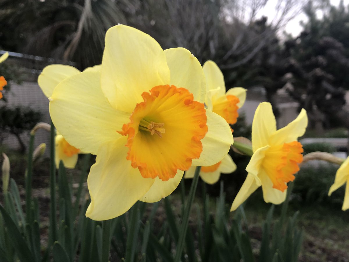 f:id:akiranngo:20190326184628j:plain