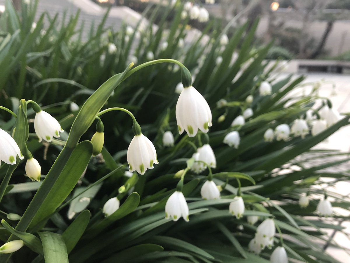 f:id:akiranngo:20190326184632j:plain