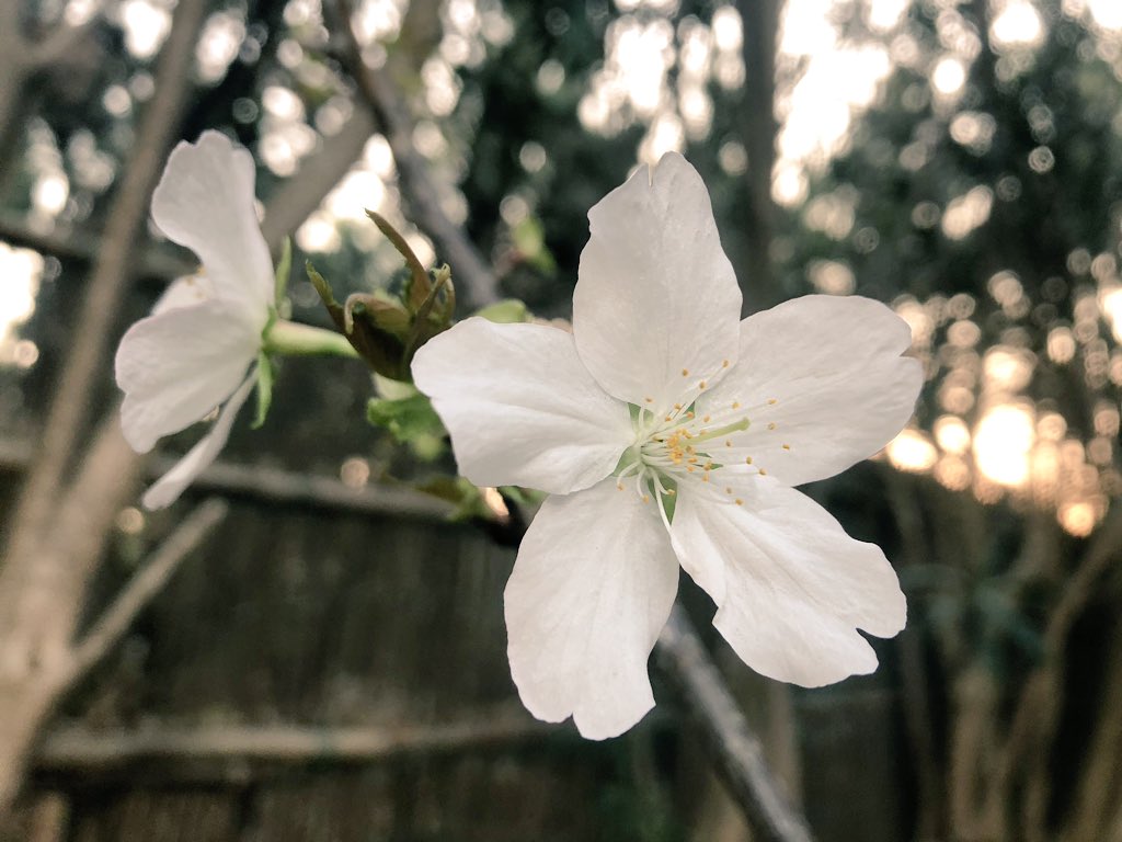 f:id:akiranngo:20190326184637j:plain