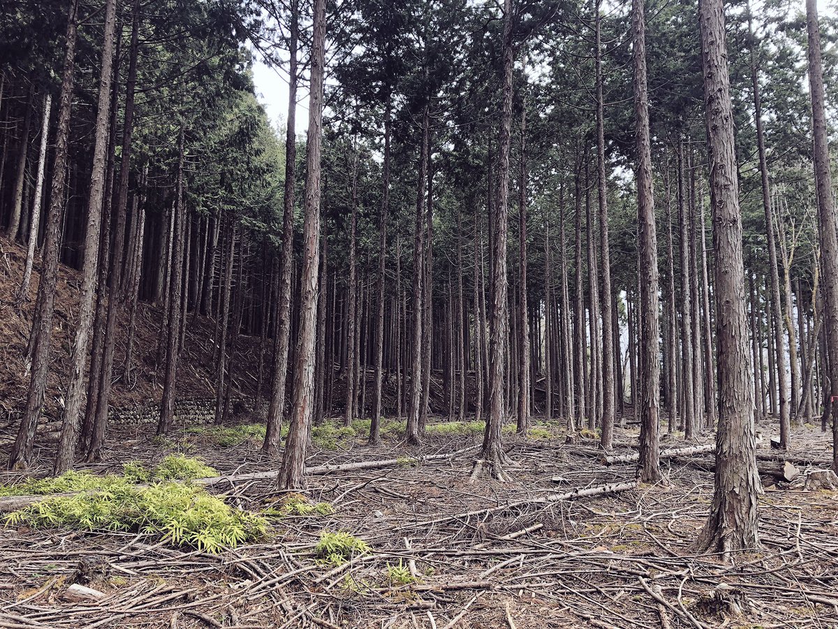 f:id:akiranngo:20190401141310j:plain