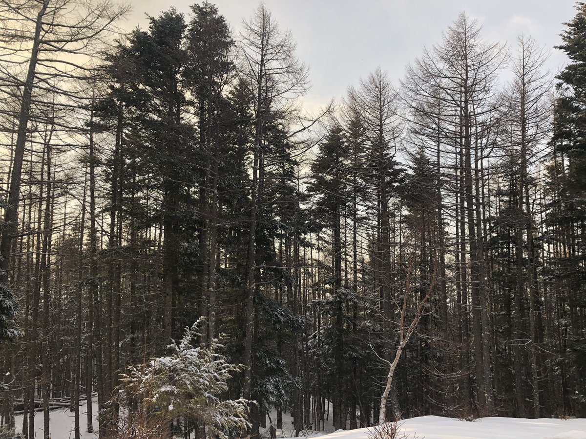 f:id:akiranngo:20190401163529j:plain