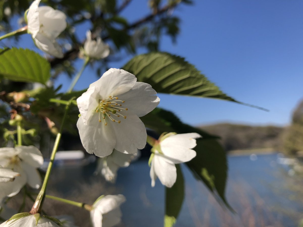 f:id:akiranngo:20190404202808j:plain f:id:akiranngo:20190404202808j:plain