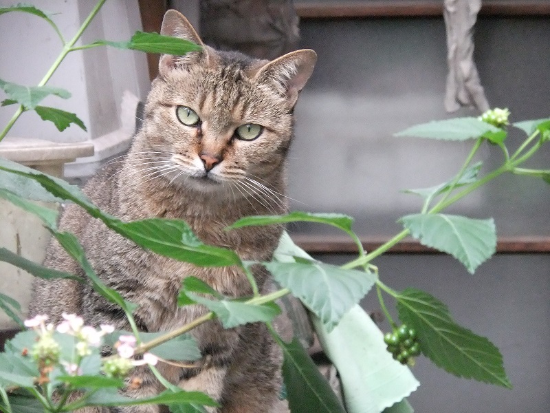 f:id:akiranngo:20190410223813j:plain f:id:akiranngo:20190410223813j:plain