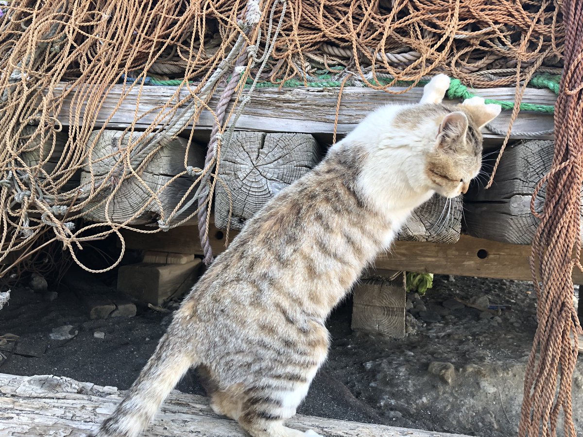 f:id:akiranngo:20190417034445j:plain f:id:akiranngo:20190417034445j:plain