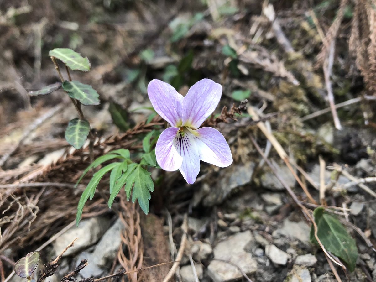 f:id:akiranngo:20190420012101j:plain