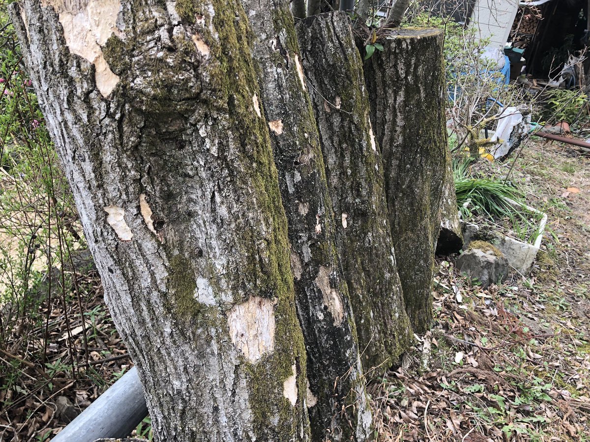 f:id:akiranngo:20190420142003j:plain