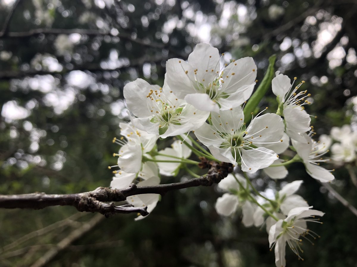 f:id:akiranngo:20190421143722j:plain