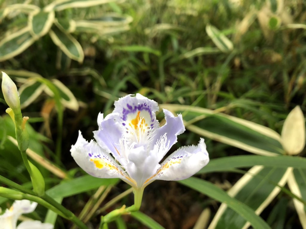 f:id:akiranngo:20190427094949j:plain