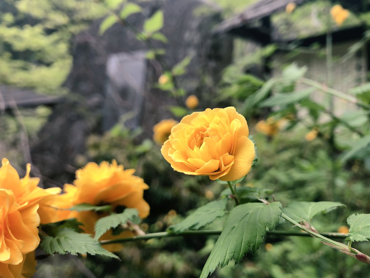 f:id:akiranngo:20190429232432j:plain f:id:akiranngo:20190429232432j:plain