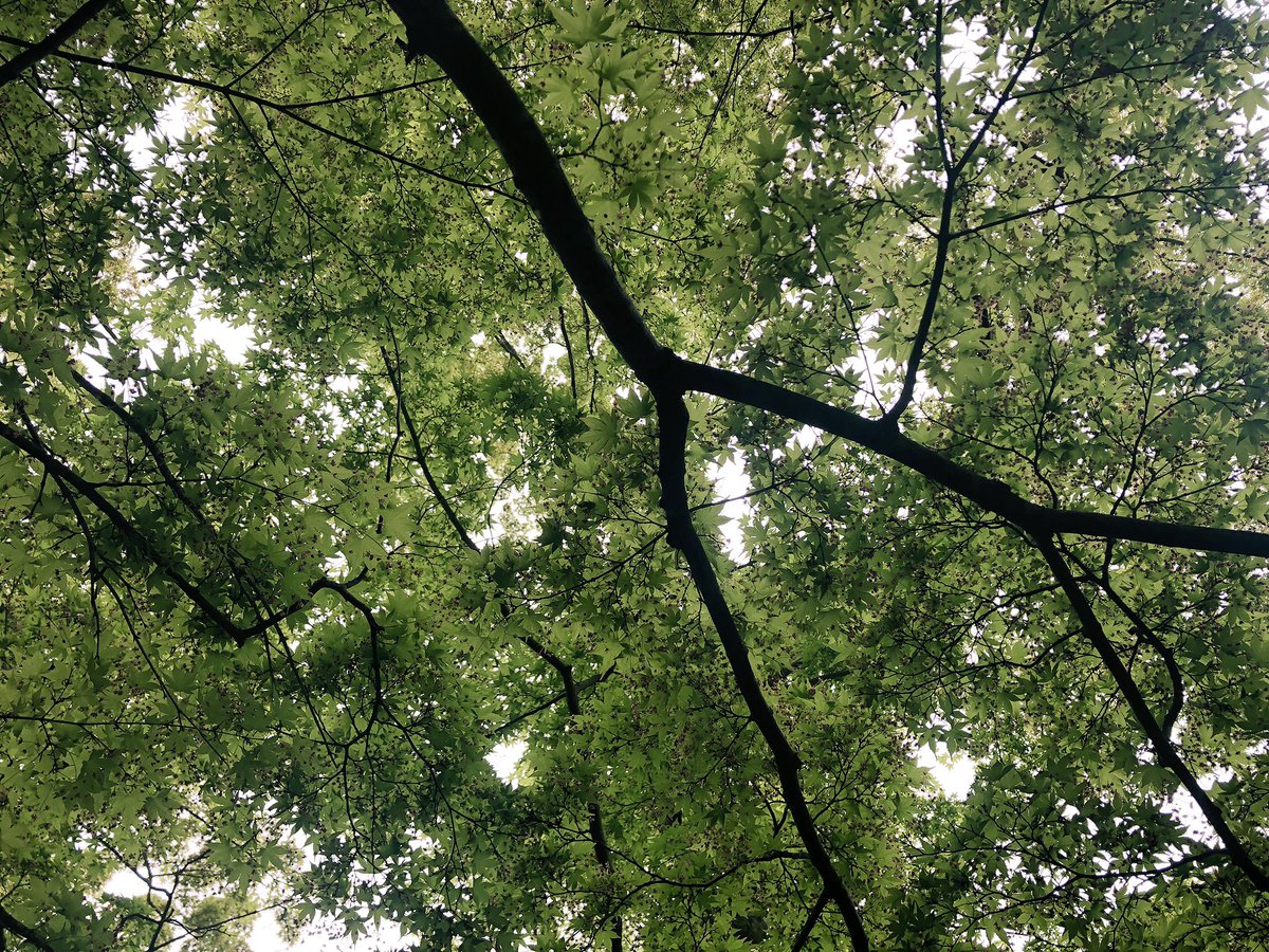 f:id:akiranngo:20190429232437j:plain f:id:akiranngo:20190429232437j:plain
