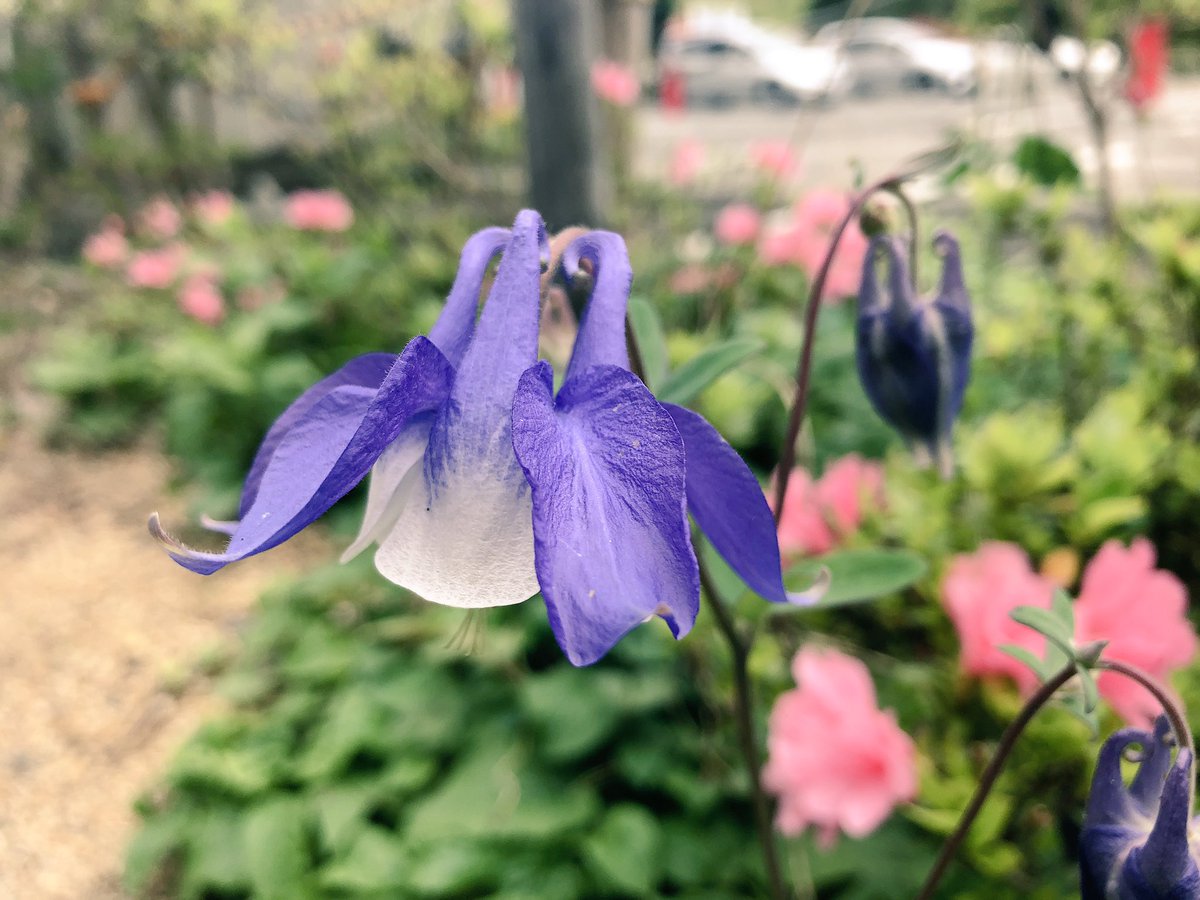 f:id:akiranngo:20190429232526j:plain f:id:akiranngo:20190429232526j:plain
