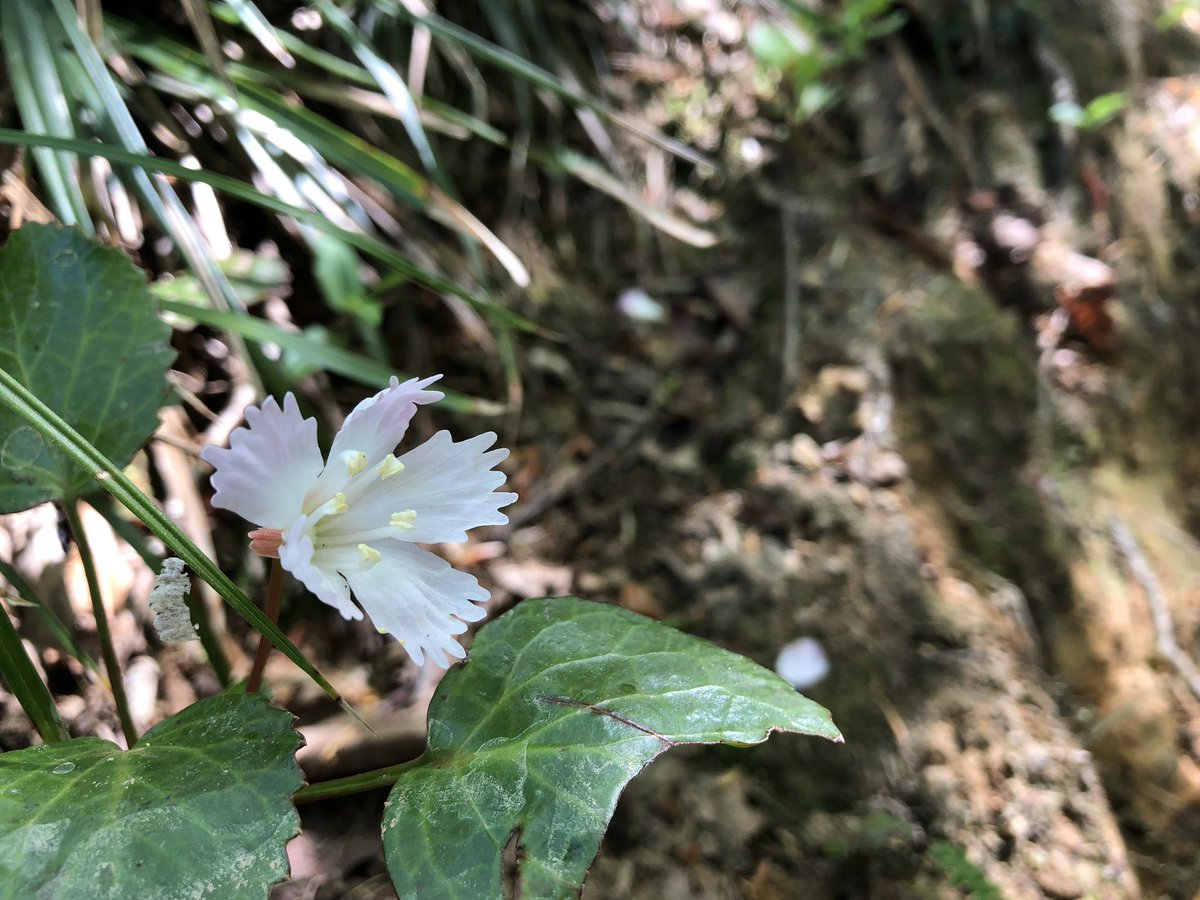 f:id:akiranngo:20190517171441j:plain f:id:akiranngo:20190517171441j:plain