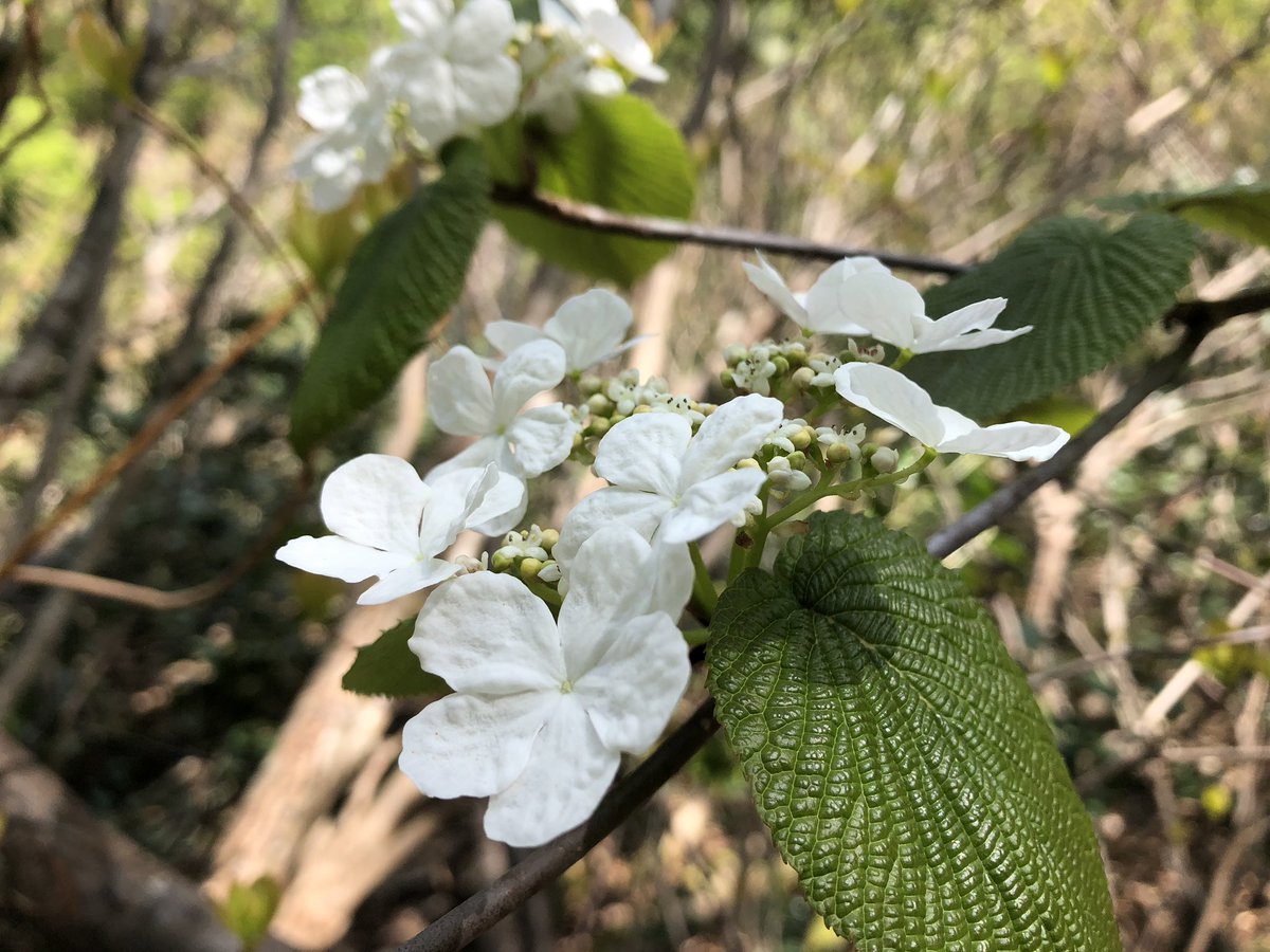 f:id:akiranngo:20190517171458j:plain f:id:akiranngo:20190517171458j:plain