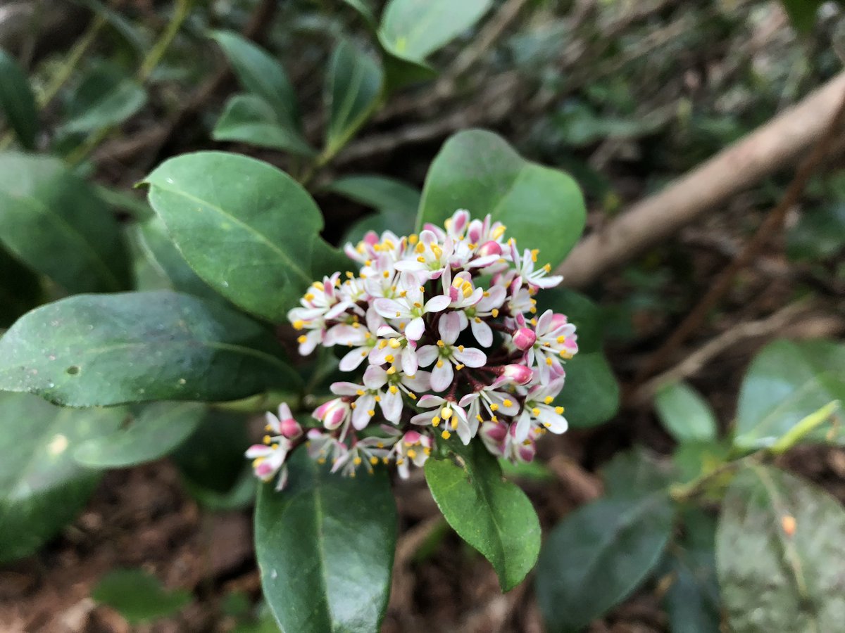 f:id:akiranngo:20190517171500j:plain f:id:akiranngo:20190517171500j:plain