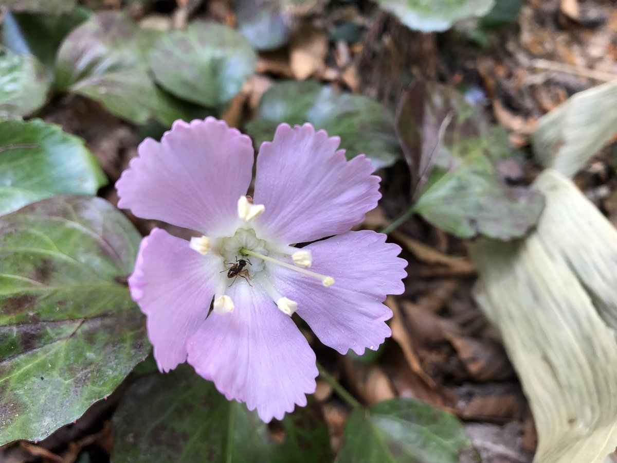 f:id:akiranngo:20190517171507j:plain f:id:akiranngo:20190517171507j:plain