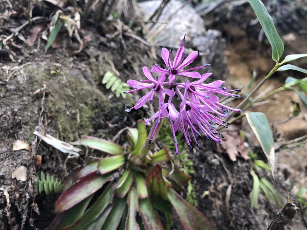 f:id:akiranngo:20190517171511j:plain f:id:akiranngo:20190517171511j:plain