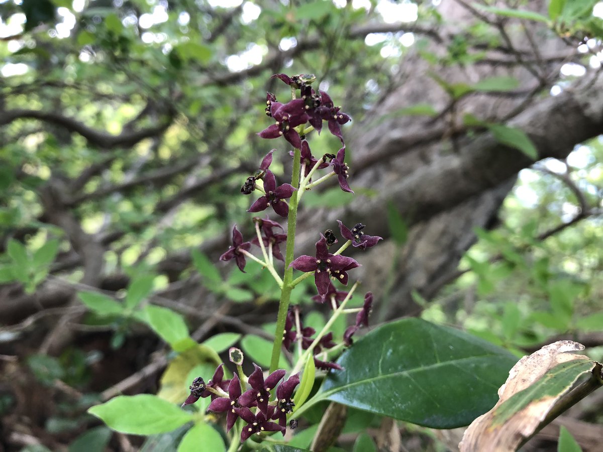 f:id:akiranngo:20190517171522j:plain f:id:akiranngo:20190517171522j:plain