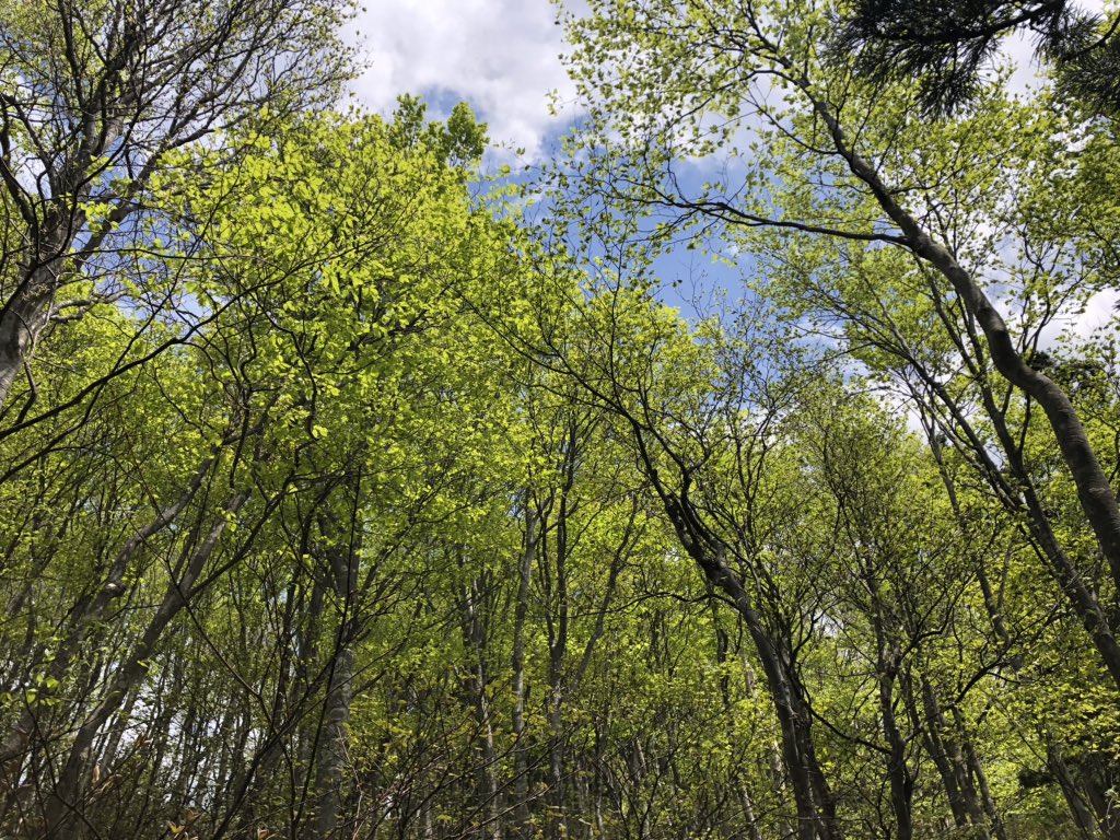 f:id:akiranngo:20190517171622j:plain f:id:akiranngo:20190517171622j:plain