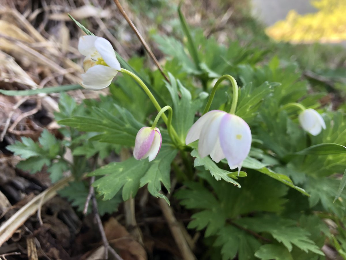 f:id:akiranngo:20190519143509j:plain