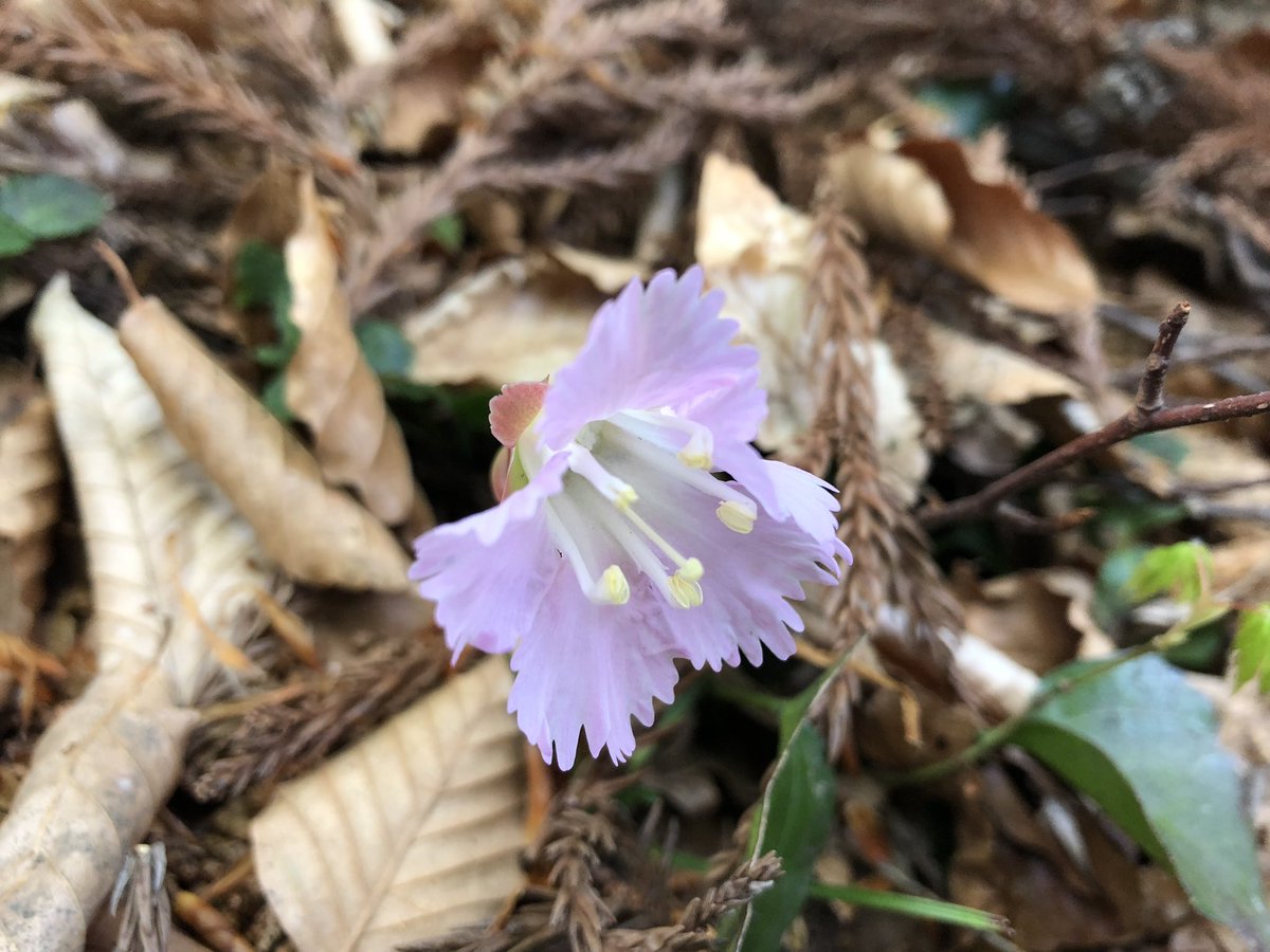 f:id:akiranngo:20190519143513j:plain