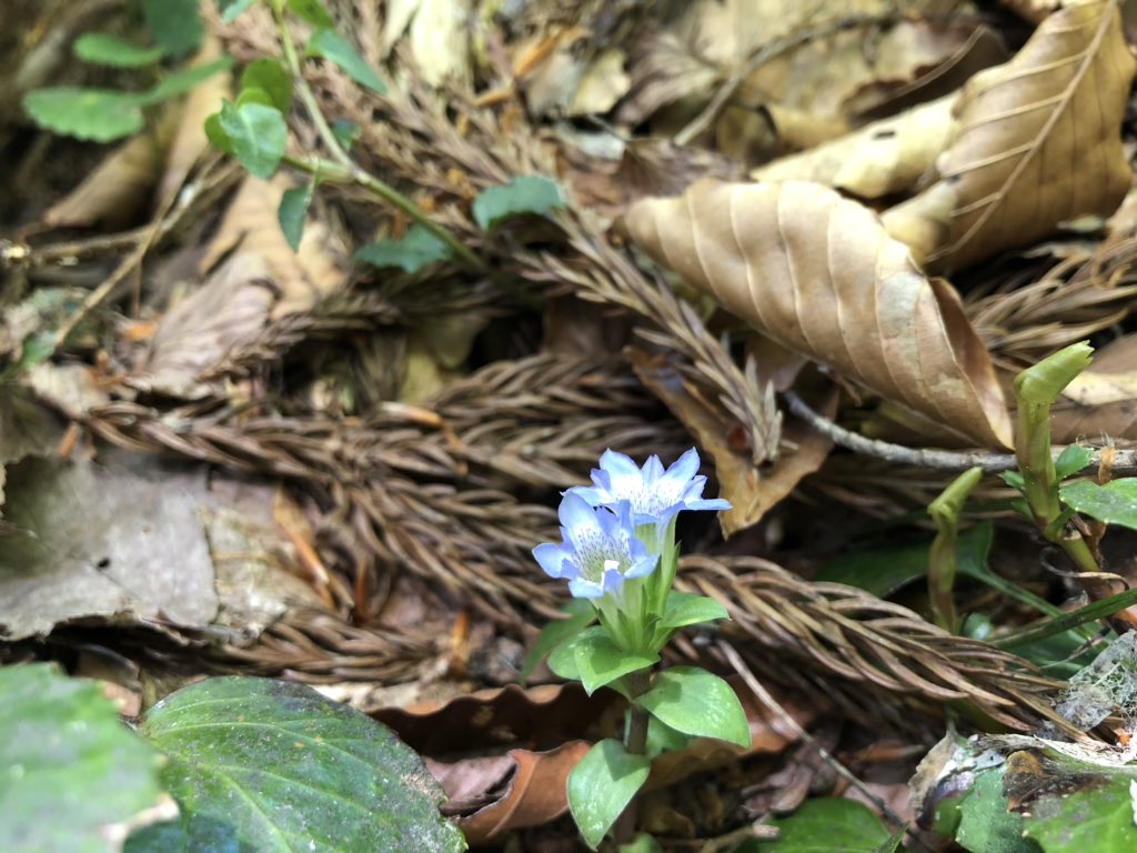 f:id:akiranngo:20190519144155j:plain