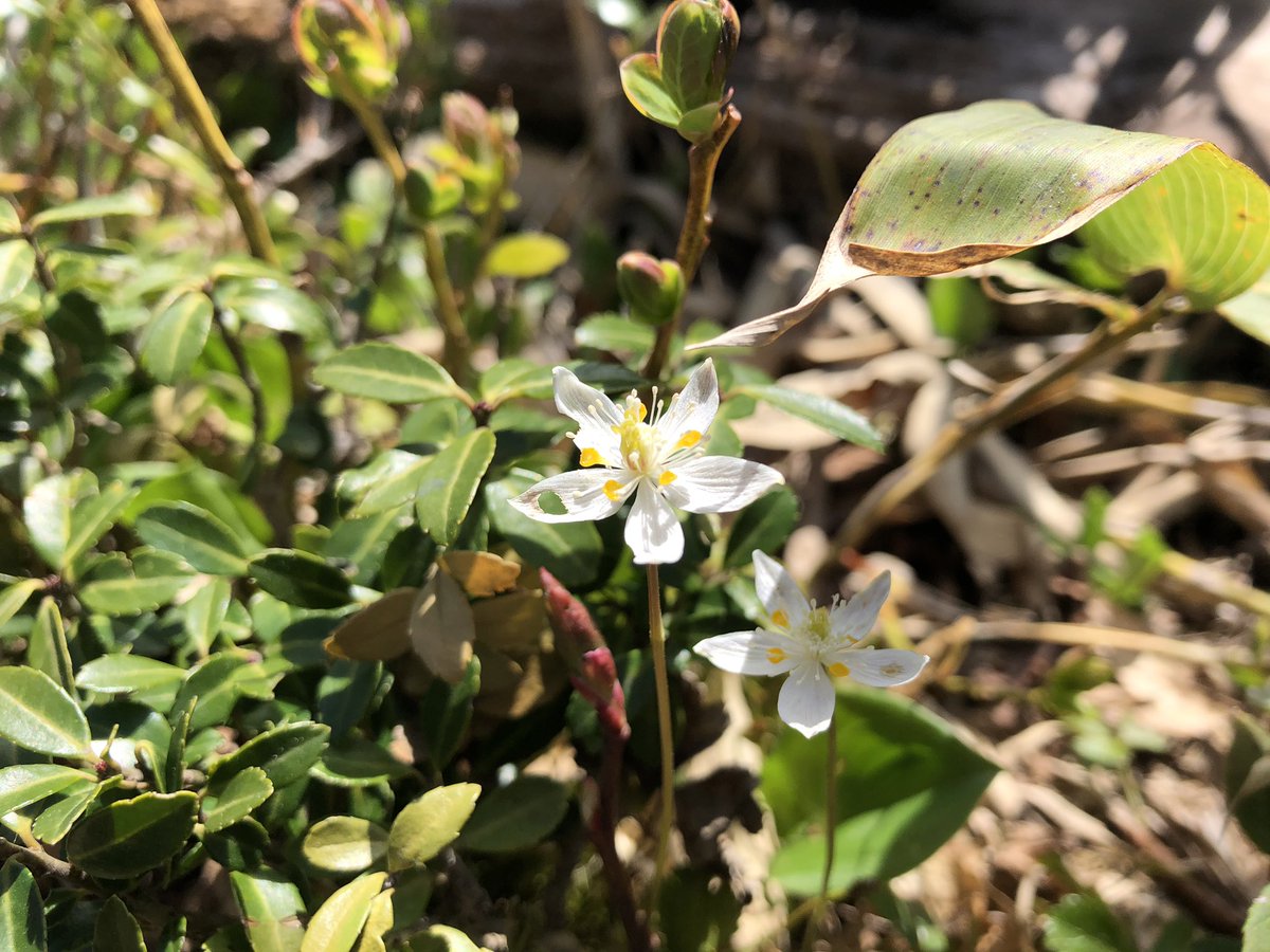 f:id:akiranngo:20190519144157j:plain