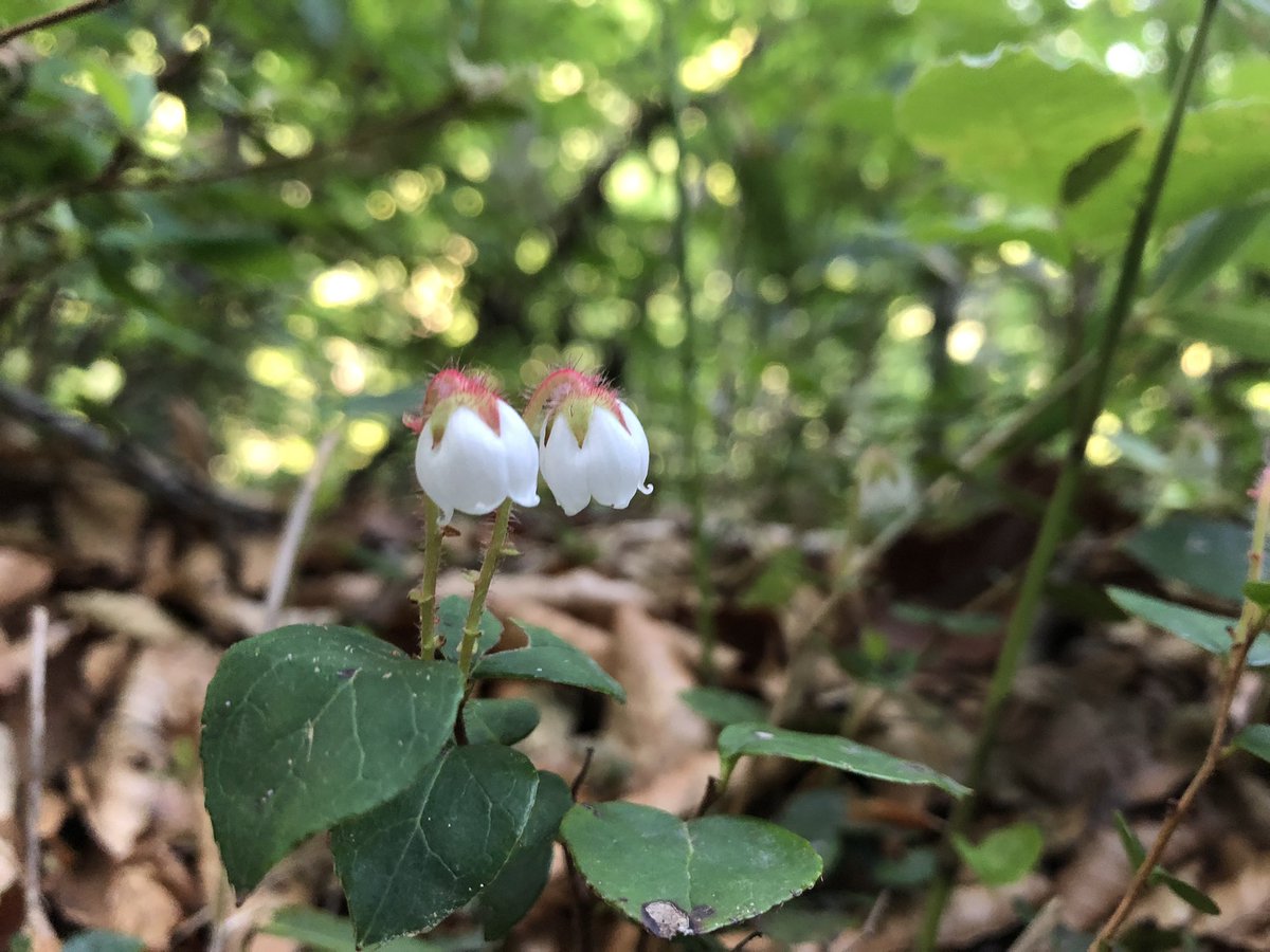 f:id:akiranngo:20190603192459j:plain f:id:akiranngo:20190603192459j:plain