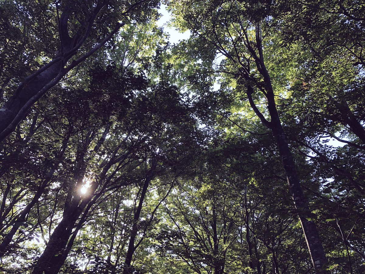 f:id:akiranngo:20190603192802j:plain f:id:akiranngo:20190603192802j:plain