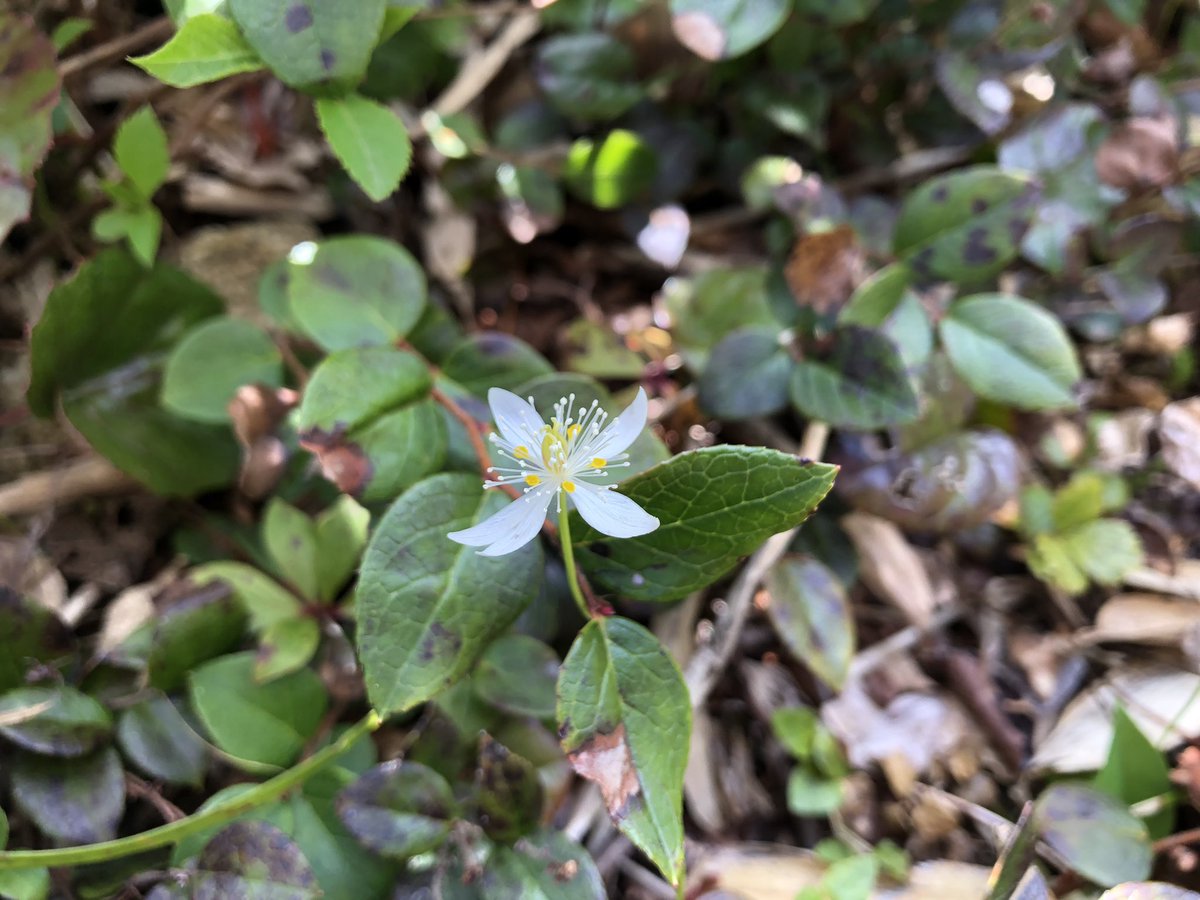 f:id:akiranngo:20190603192934j:plain f:id:akiranngo:20190603192934j:plain