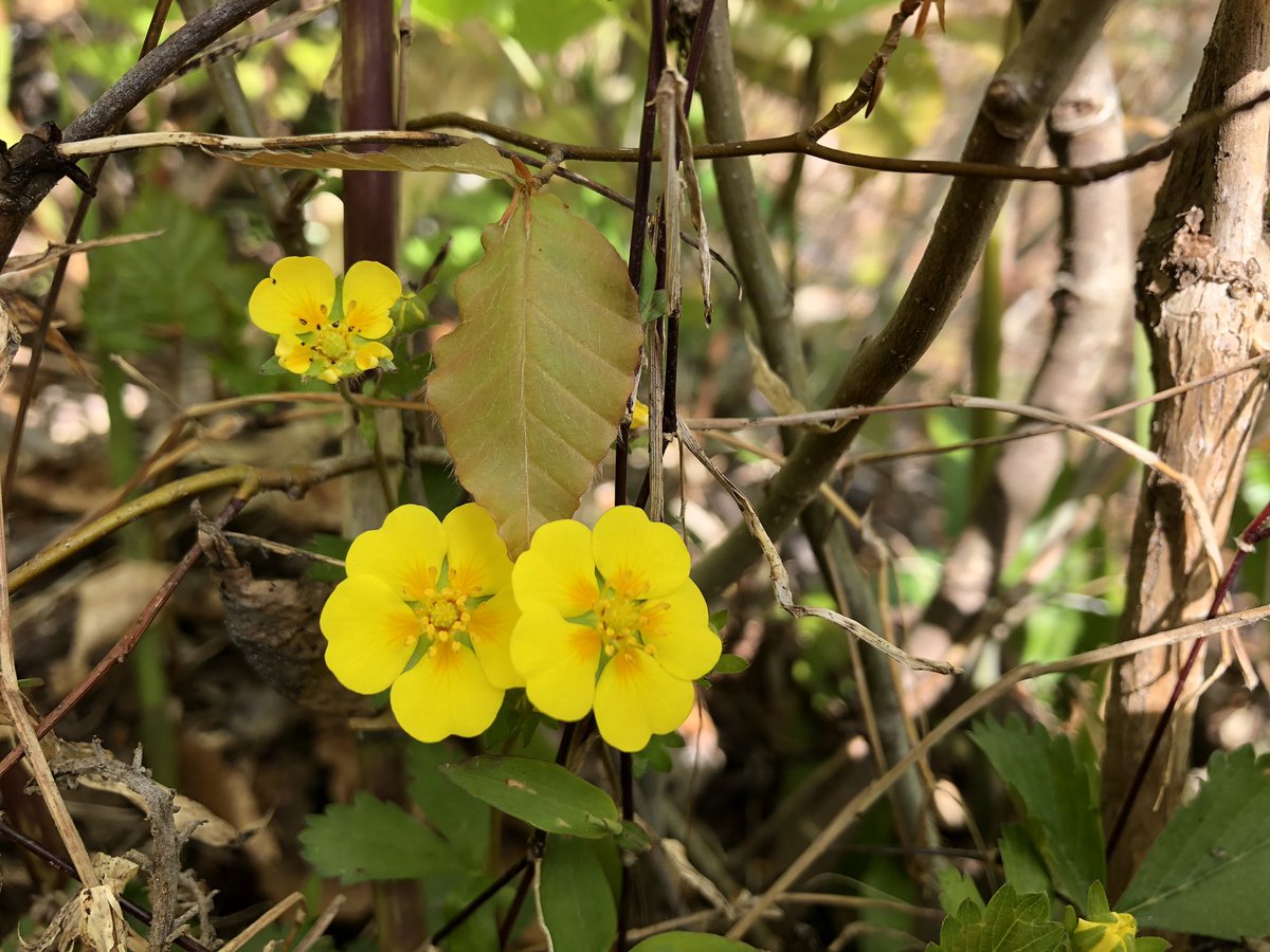 f:id:akiranngo:20190603193206j:plain f:id:akiranngo:20190603193206j:plain