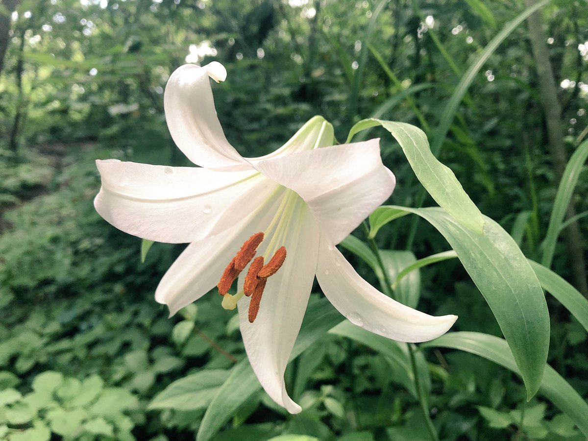 f:id:akiranngo:20190611152201j:plain