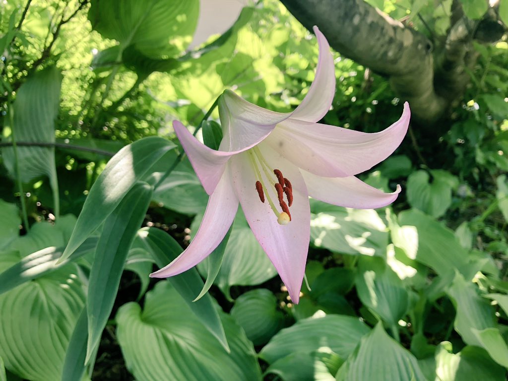 f:id:akiranngo:20190613210231j:plain f:id:akiranngo:20190613210231j:plain