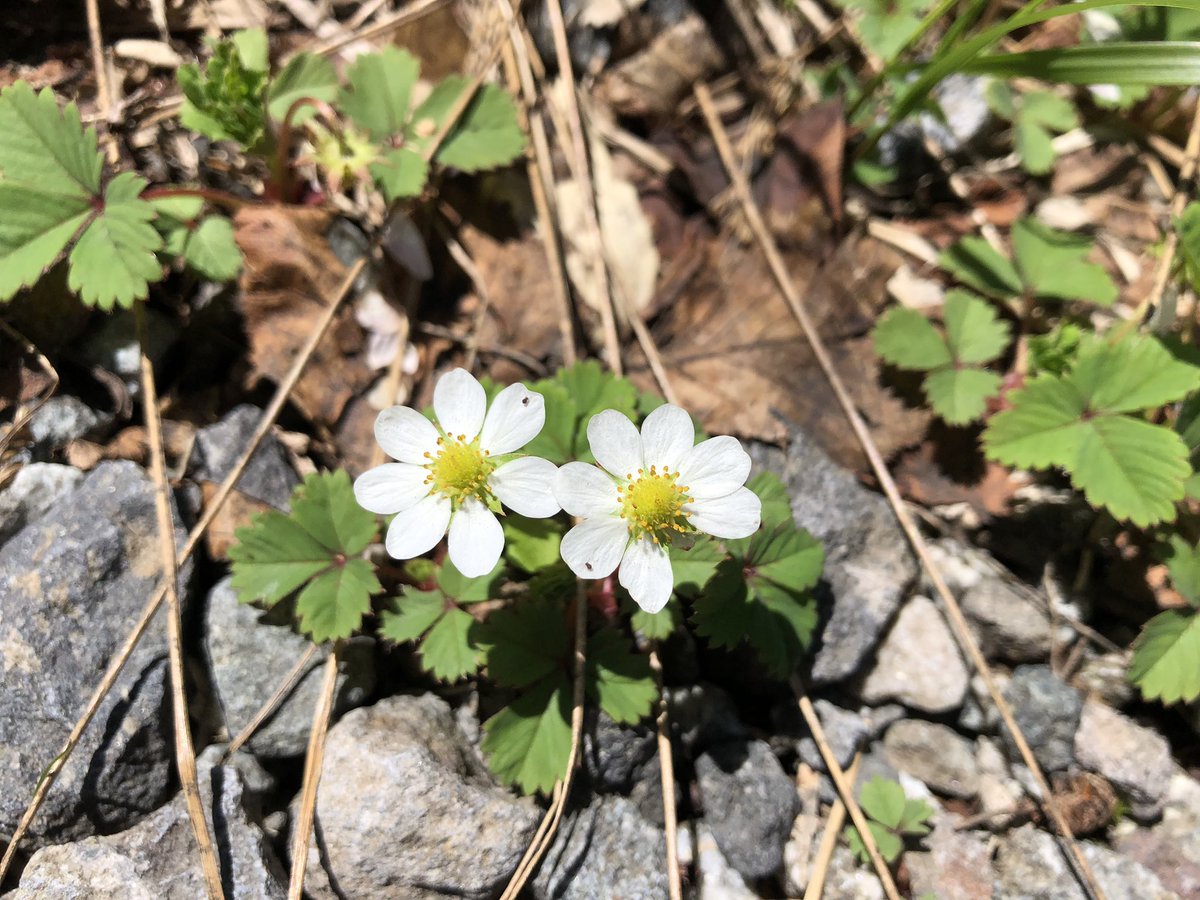 f:id:akiranngo:20190625185204j:plain f:id:akiranngo:20190625185204j:plain