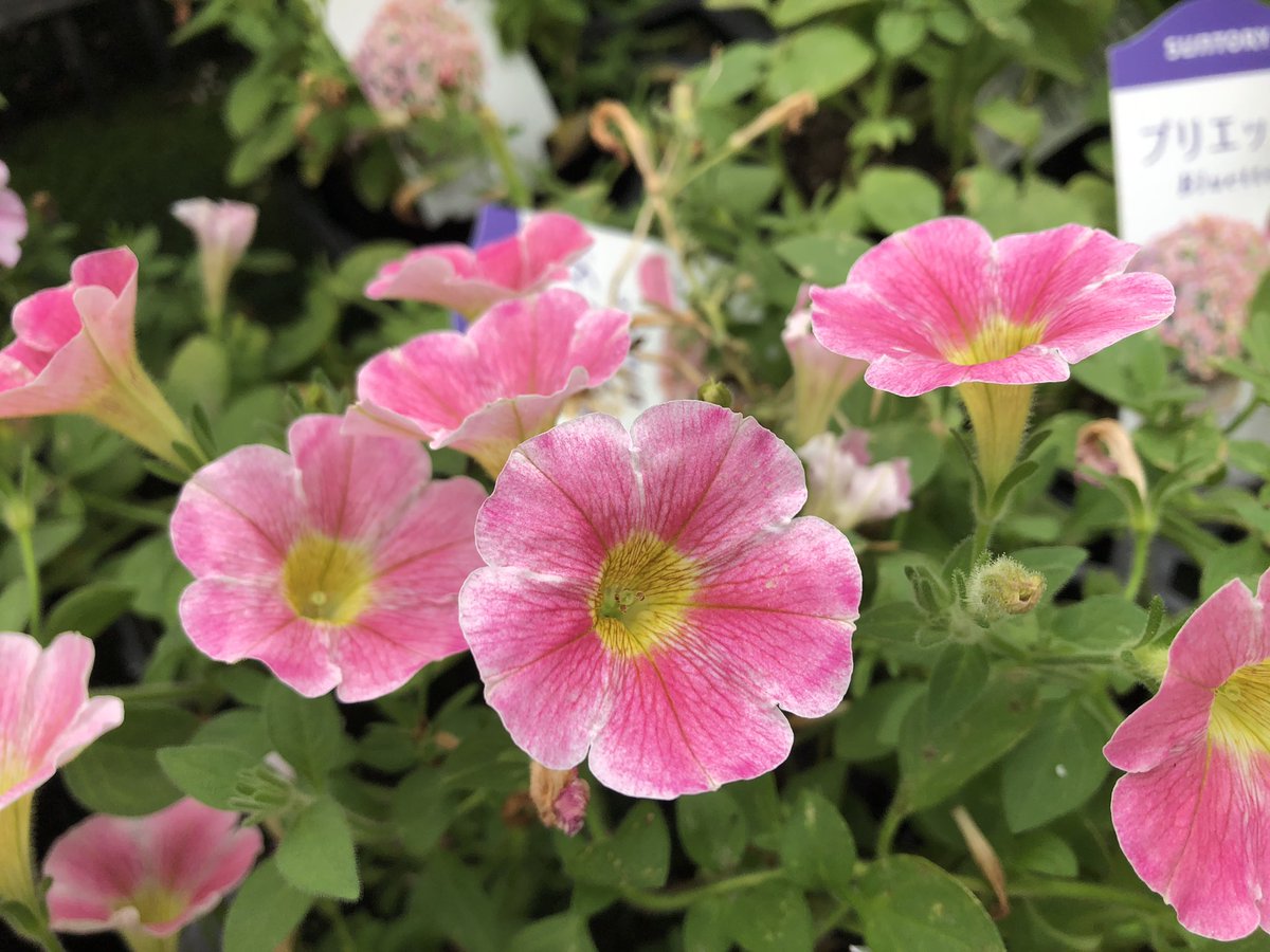 f:id:akiranngo:20190630164946j:plain