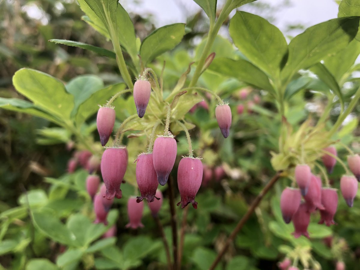 f:id:akiranngo:20190702162853j:plain