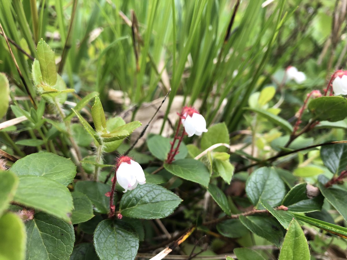 f:id:akiranngo:20190702162901j:plain