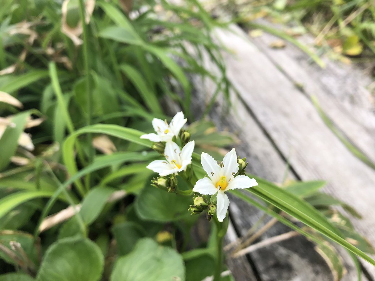 f:id:akiranngo:20190702163210j:plain