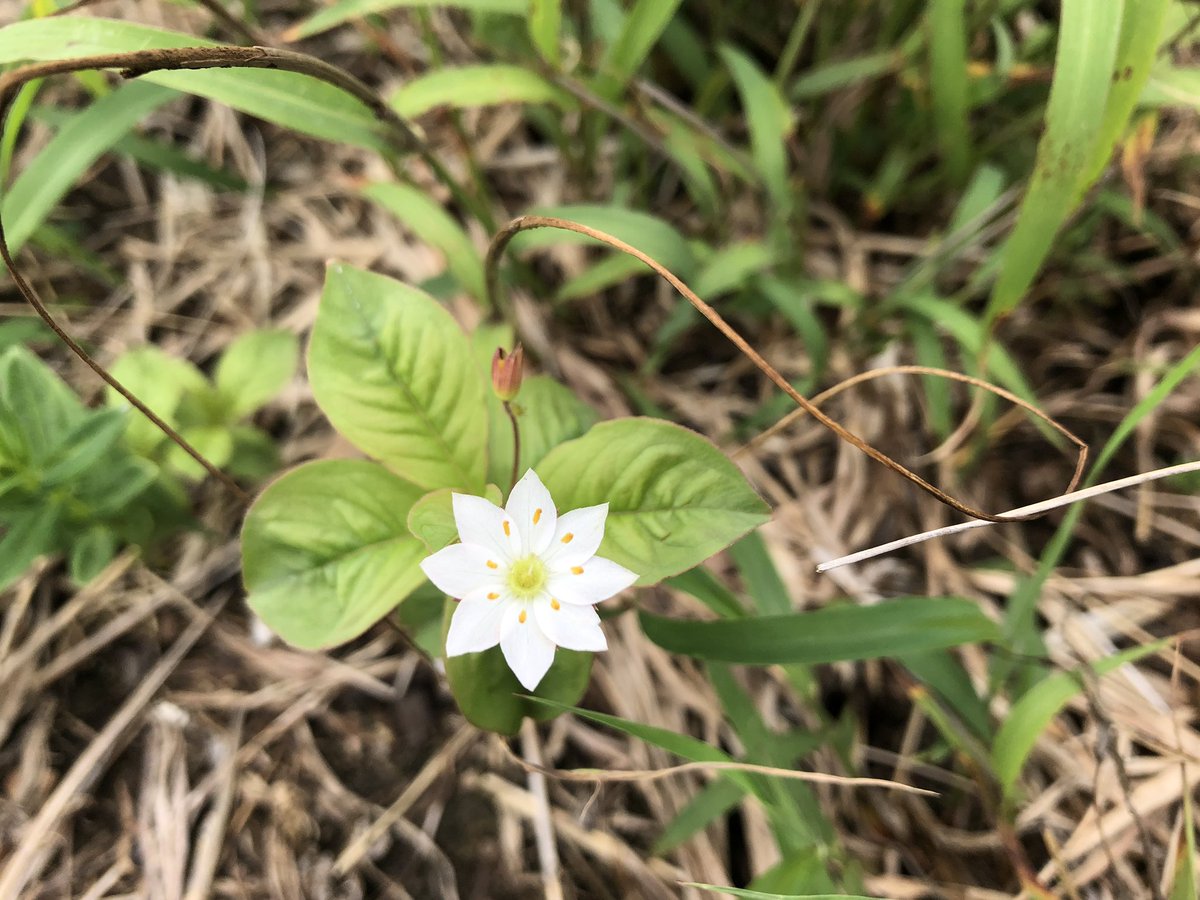 f:id:akiranngo:20190702163218j:plain