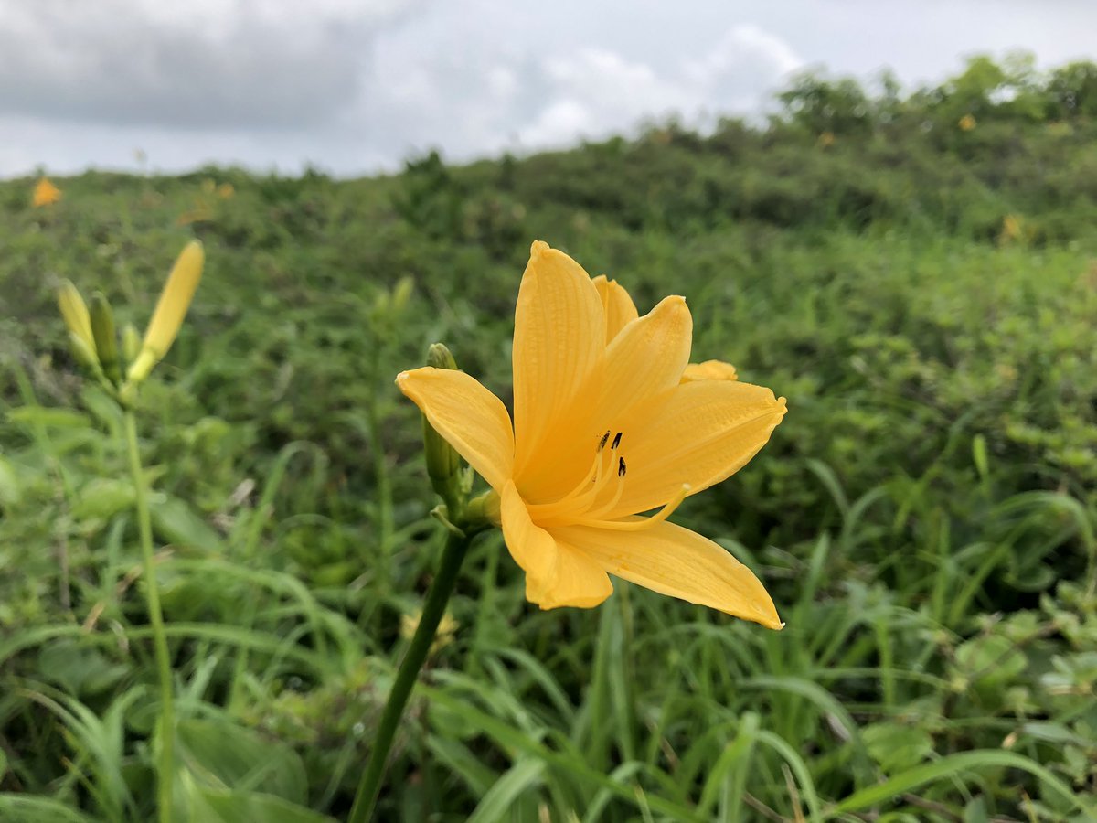 f:id:akiranngo:20190702163425j:plain