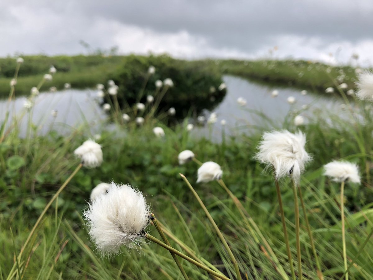 f:id:akiranngo:20190702163845j:plain