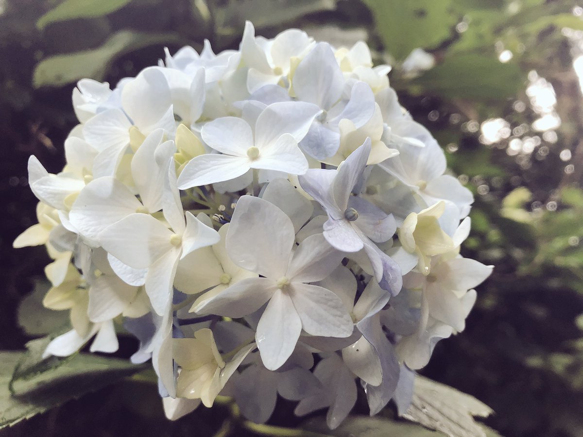 f:id:akiranngo:20190703174141j:plain