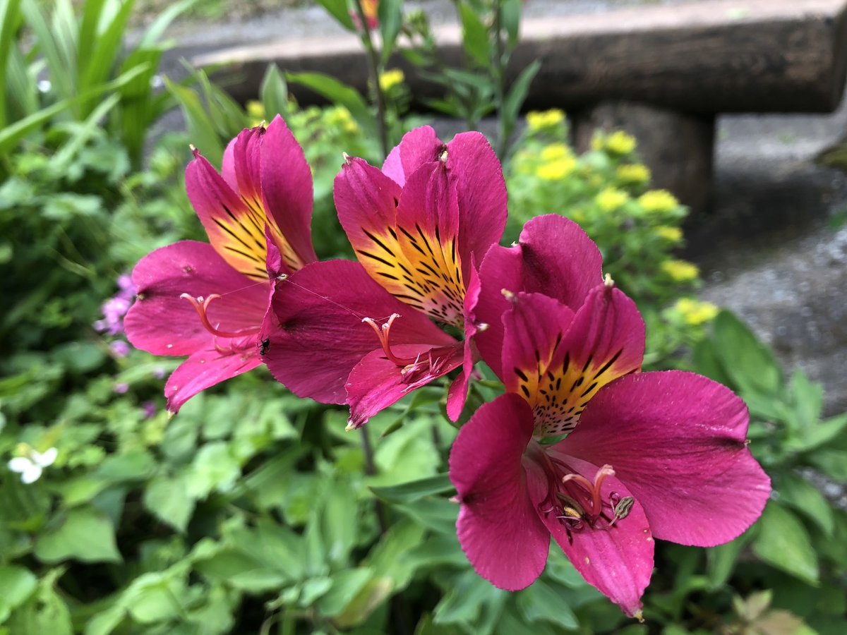 f:id:akiranngo:20190705233941j:plain