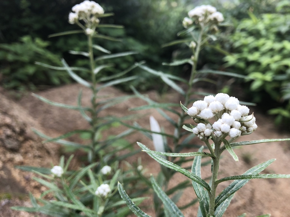 f:id:akiranngo:20190802150656j:plain