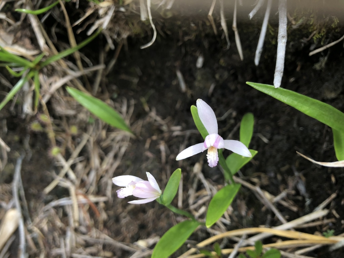 f:id:akiranngo:20190802150843j:plain