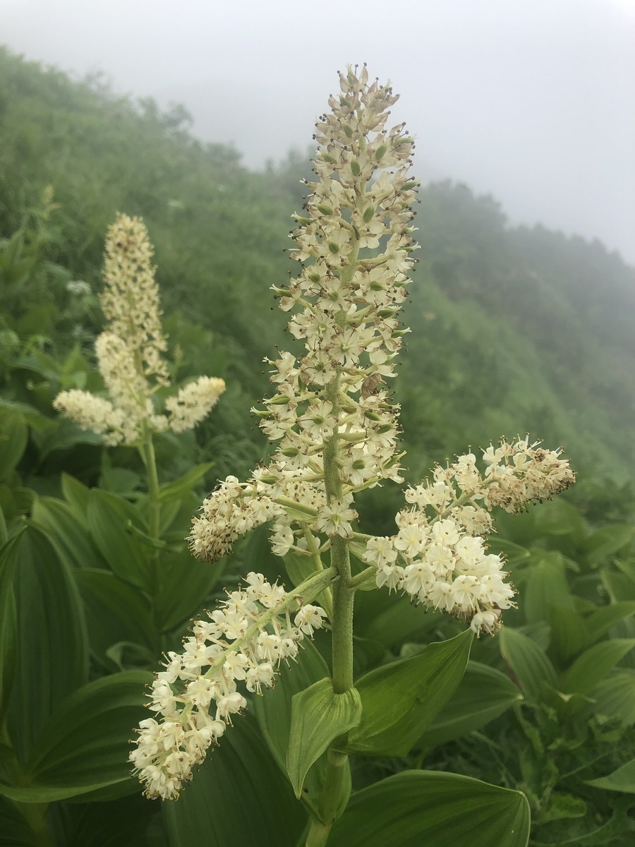 f:id:akiranngo:20190804102223j:plain f:id:akiranngo:20190804102223j:plain