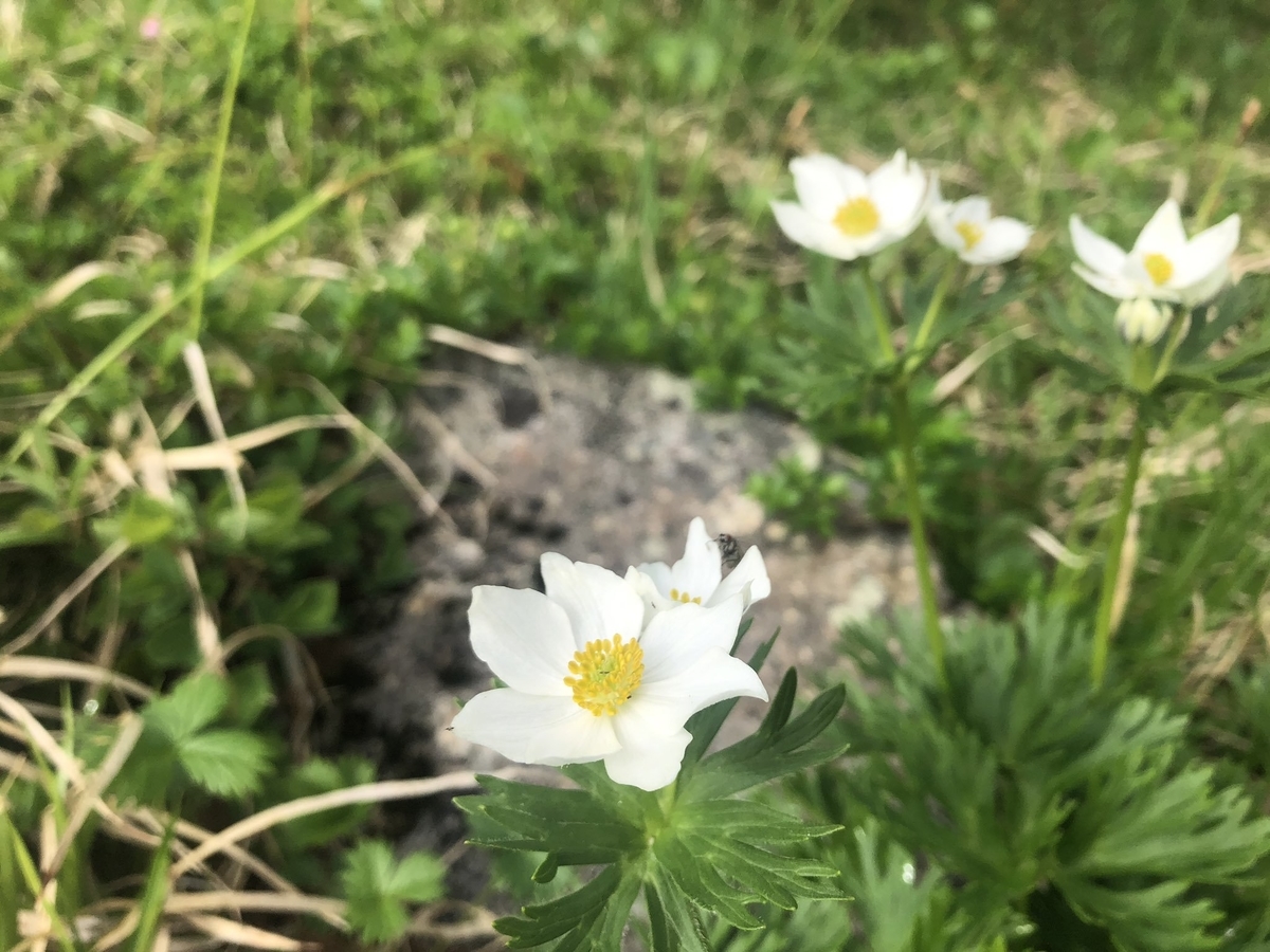 f:id:akiranngo:20190804102432j:plain f:id:akiranngo:20190804102432j:plain