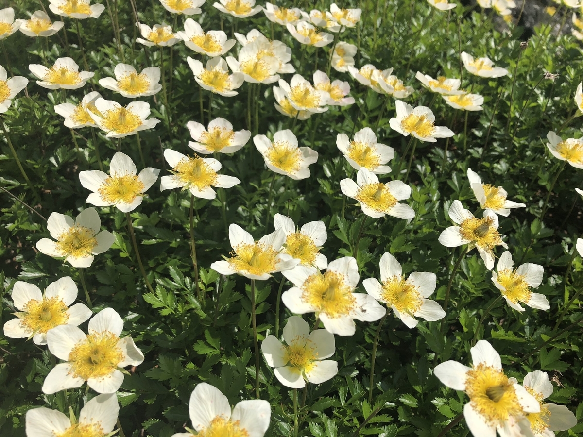 f:id:akiranngo:20190804102443j:plain f:id:akiranngo:20190804102443j:plain